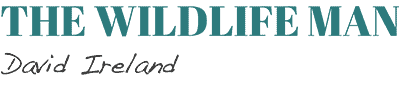 The Wildlife Man – David Ireland